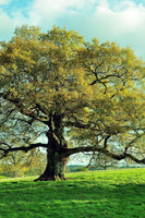 A large Overcup Oak Tree with a full canopy of green leaves, standing in a grassy field under a blue sky.