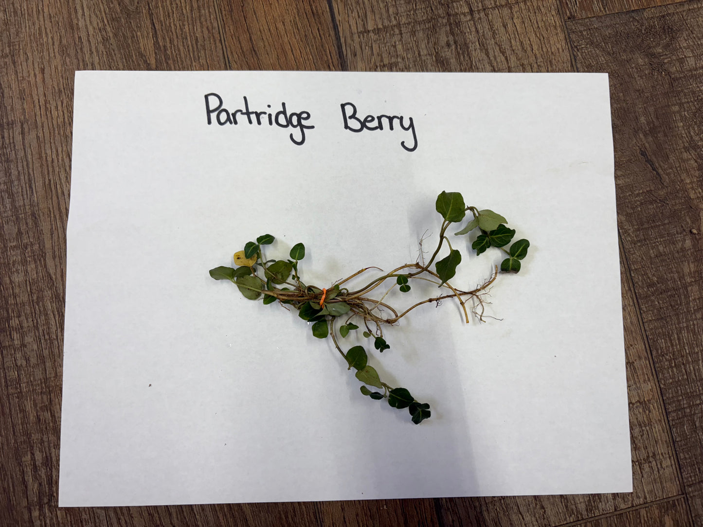 Partridge berry plant on a white paper with 'Partridge Berry' text on a wooden surface
