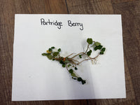 Partridge berry plant on a white paper with 'Partridge Berry' text on a wooden surface
