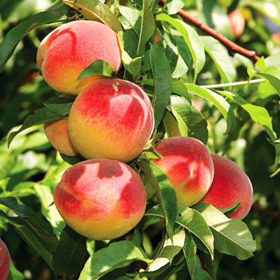 A peach fruit tree with ripe peaches hanging amidst green leaves.