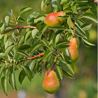 Pear Fruit Tree full of red and green fruit