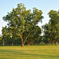 A grove of pecan trees with green leaves and sturdy trunks on a grassy field under a clear sky.