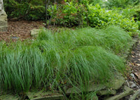 Pennsylvania sedge growing in a garden