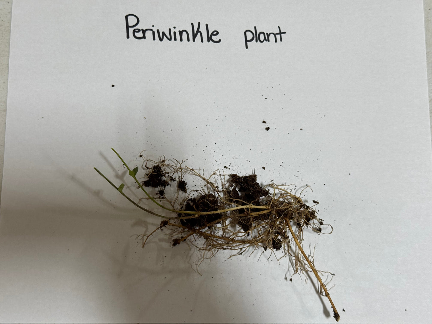 Periwinkle plant with roots on a white background