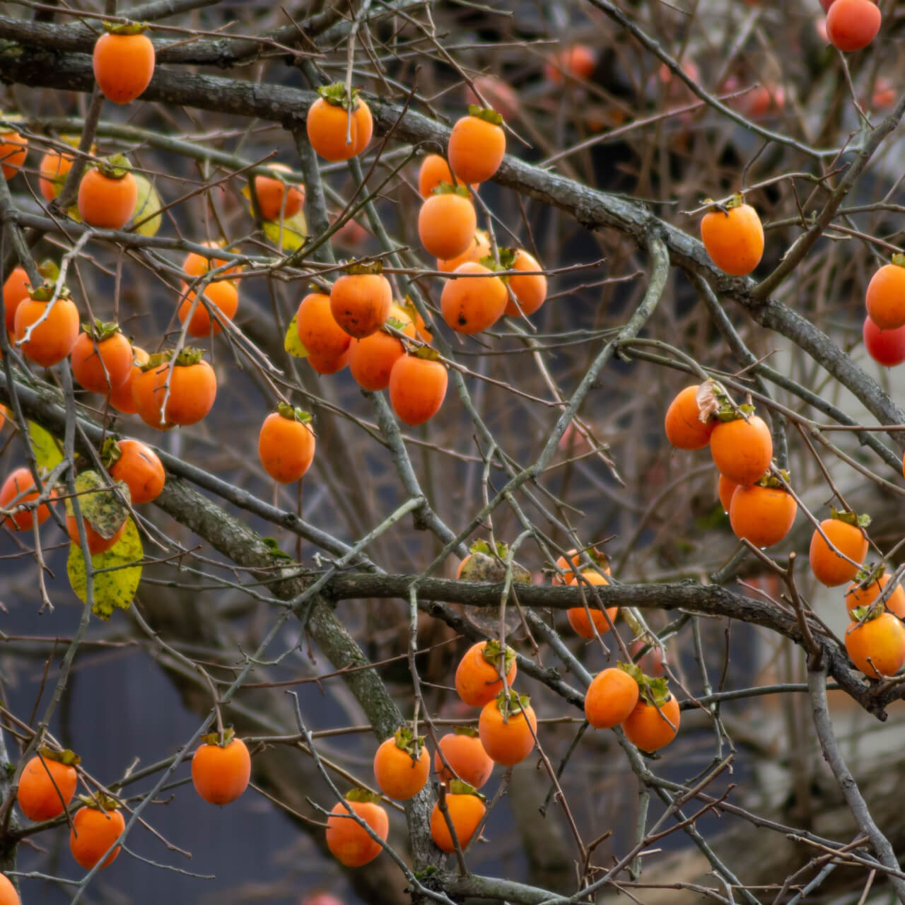 A persimmon tree with branches covered in bright orange fruits, with a few green leaves still attached, indicating it is likely in the fall season.