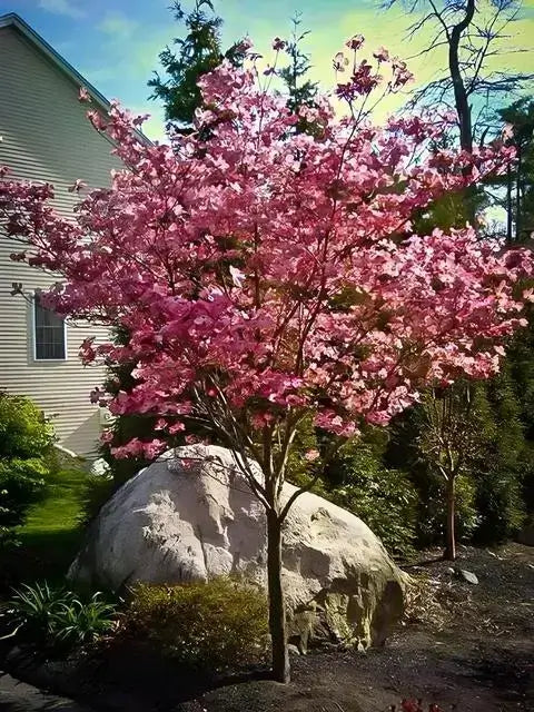 A young Pink Princess Dogwood tree with vibrant pink blooms, situated in a garden bed next to a large rock, with a house and trees in the background.
