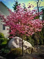 A young Pink Princess Dogwood tree with vibrant pink blooms, situated in a garden bed next to a large rock, with a house and trees in the background.