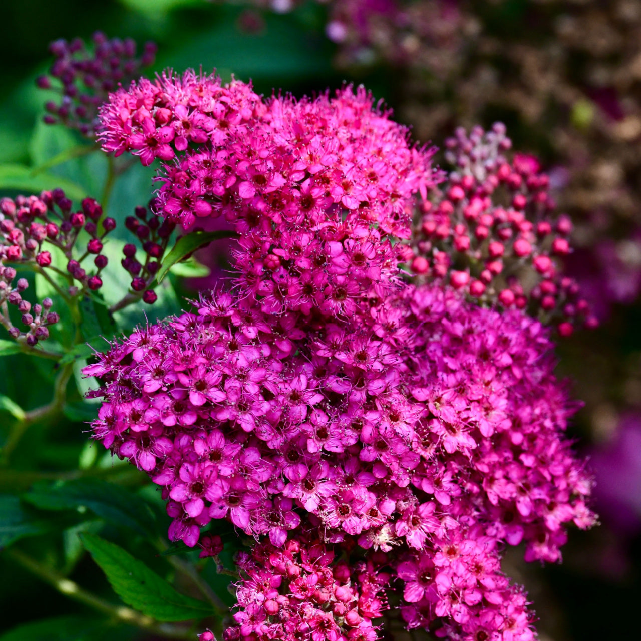 Pink Spirea close up of the bloom