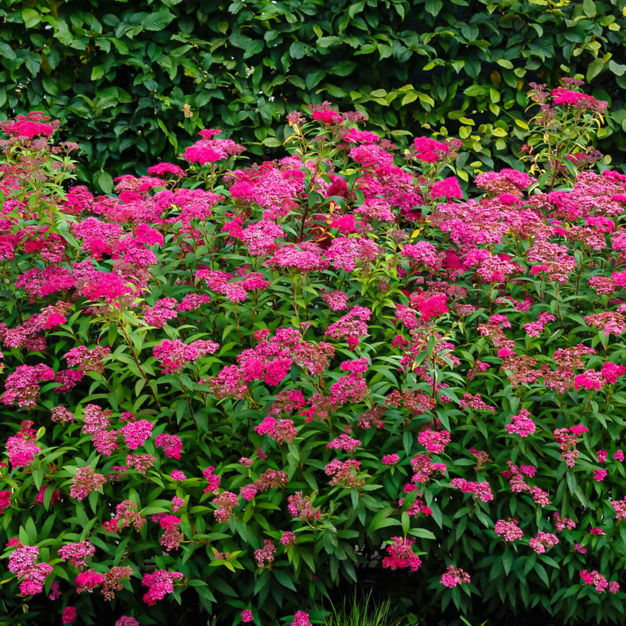 Pink Spirea Blooming with full pink flowers