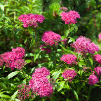Profuse clusters of small, rosy, deep rose-colored flowers appearing in late spring to early summer on a Pink Spiraea plant.