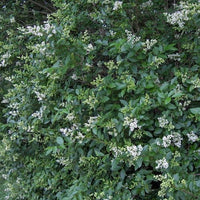 privet shrub in full bloom with white flowers