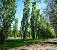 A line of Lombardy Poplar trees along a pathway in a park, with green foliage and a clear blue sky in the background.