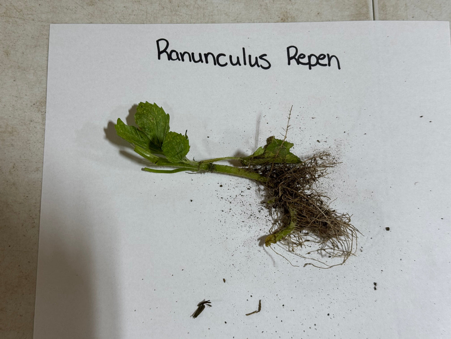 Plant sample labeled 'Ranunculus repen' on a white sheet of paper.