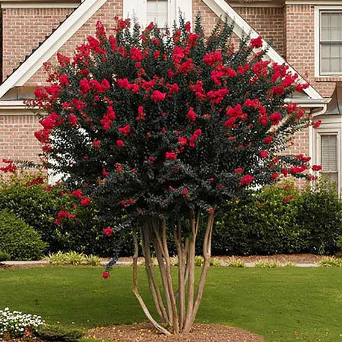 Red Crepe Myrtle in full bloom with bright red blooms