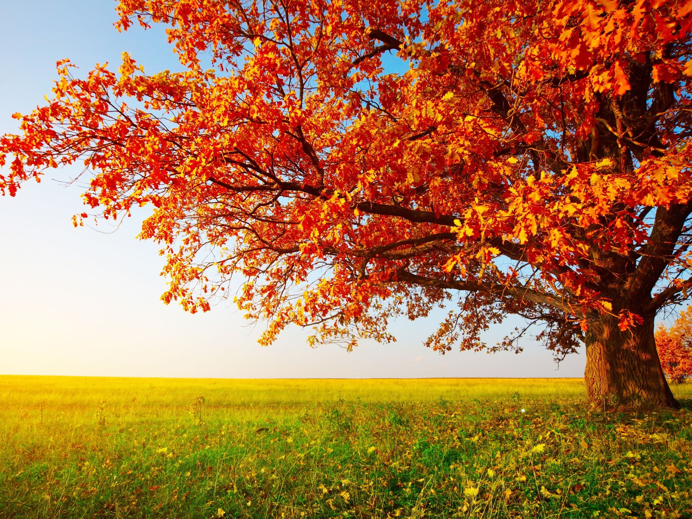 Red Maple tree with vibrant orange and red autumn leaves spreading over a sunny meadow – Acer rubrum from TN Nursery.