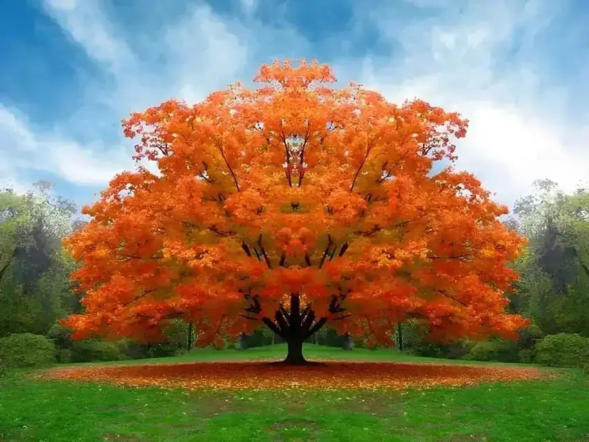 Red Oak Tree In Landscaping