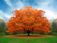 Red Oak Tree In Landscaping