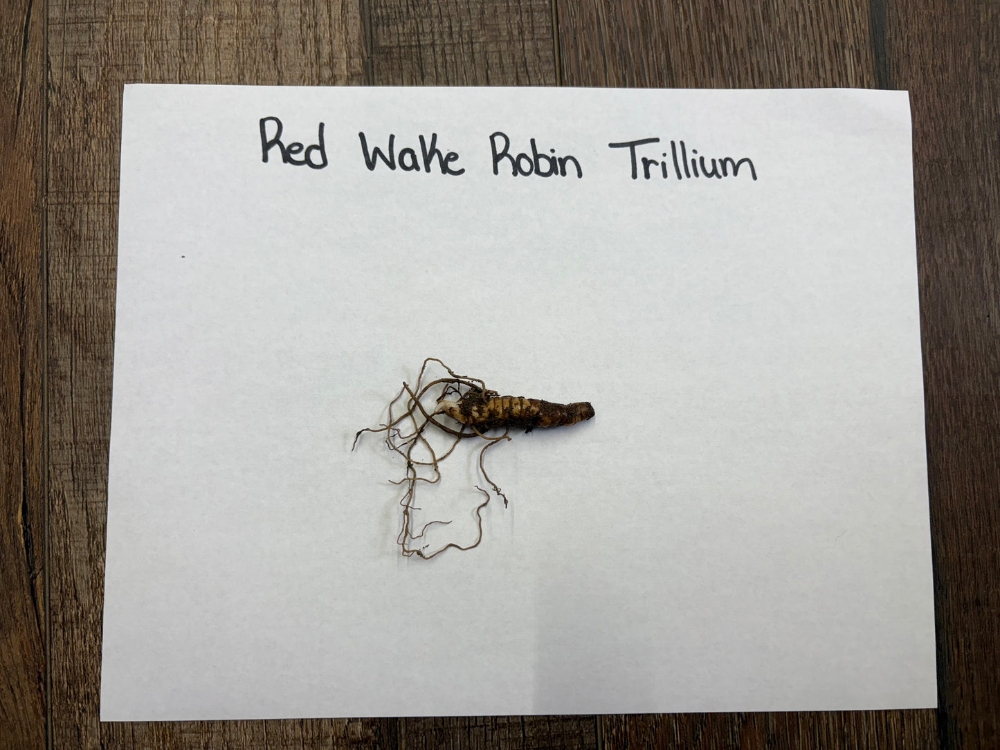 Small bare root plant on a piece of paper with 'Red Wake Robin Trillium' text on a wooden surface