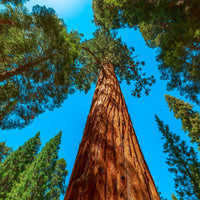 Redwood Tree With Green Foliage