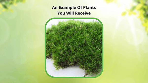 How Your Moss Will Arrive
