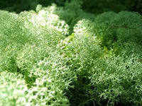Vibrant Green Reindeer Moss