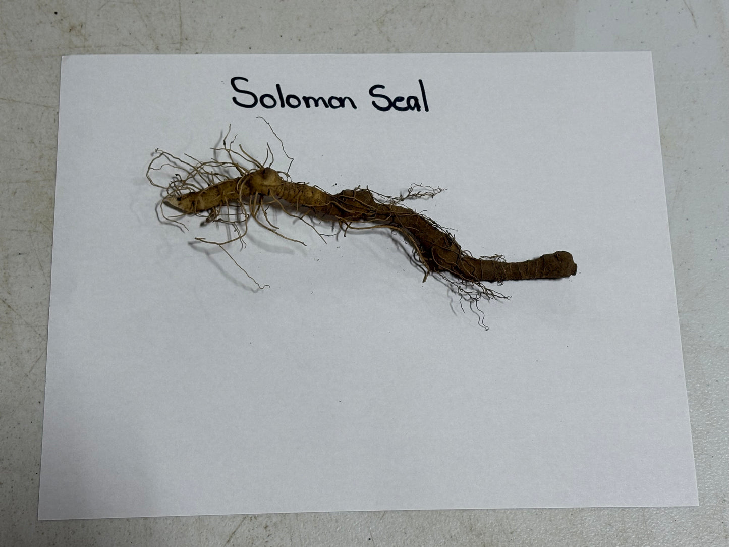 Root of Solomon Seal on a white paper with text label