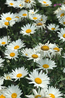 Shasta-Daises Perennial Flowers