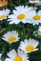 Shasta-Daisy Perennial Flowers