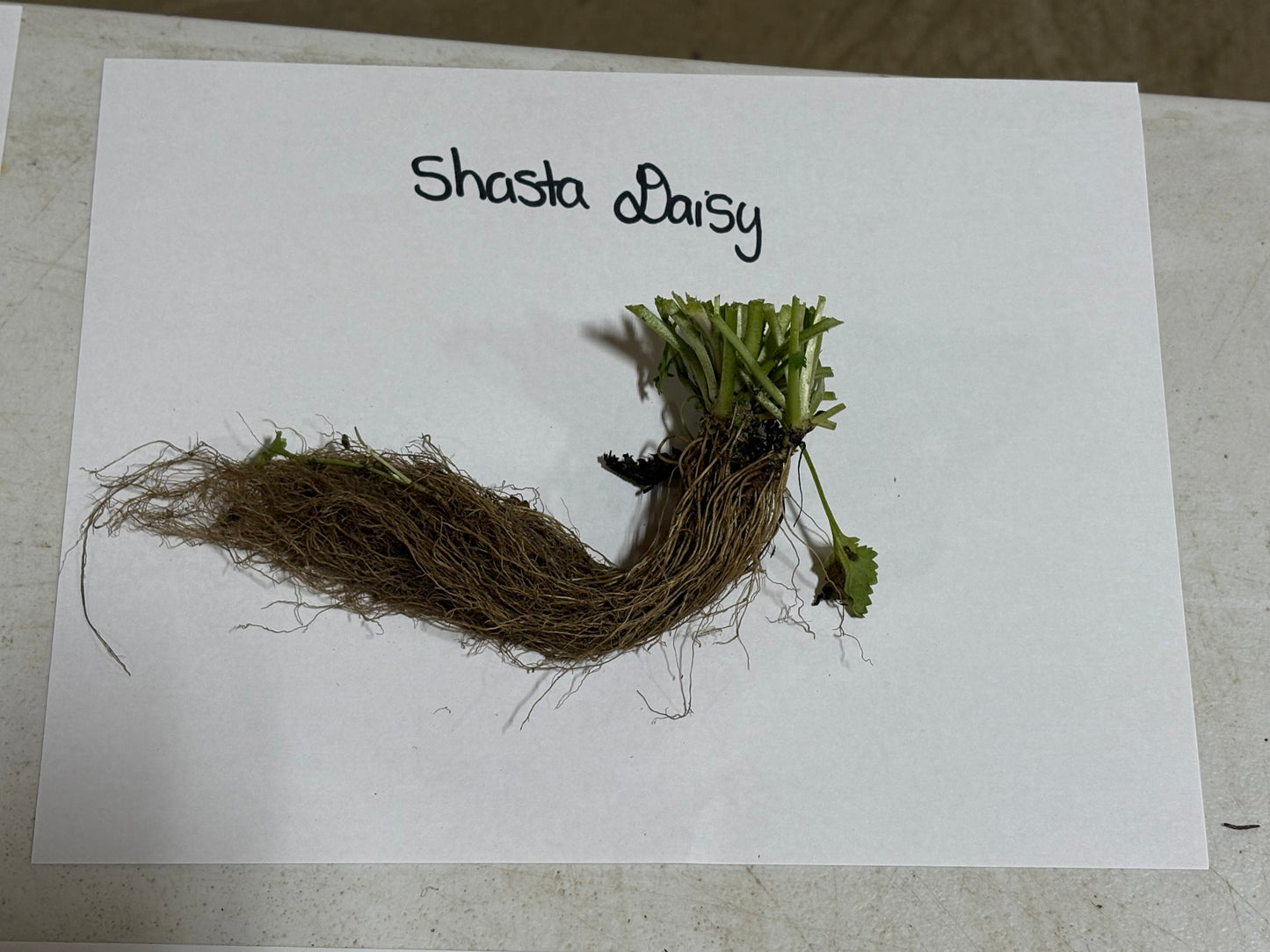 Shasta daisy plant with roots on a white paper