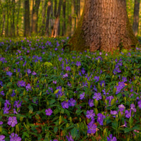 A vibrant image of a garden featuring Vinca Minor, also known as periwinkle, with its lush green foliage and striking purple blooms.