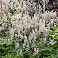 A cluster of white Foam Flower plants with heart-shaped leaves and tall racemes of flowers.