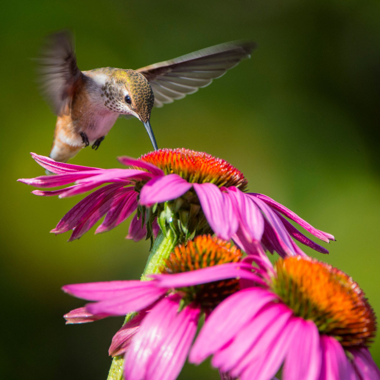 Hummingbird feeding on a perennial coneflower