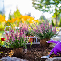 Planting purple perennial flowers
