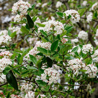 A photo showing a cluster of Arrowwood Viburnum flowers with green leaves and white blossoms.