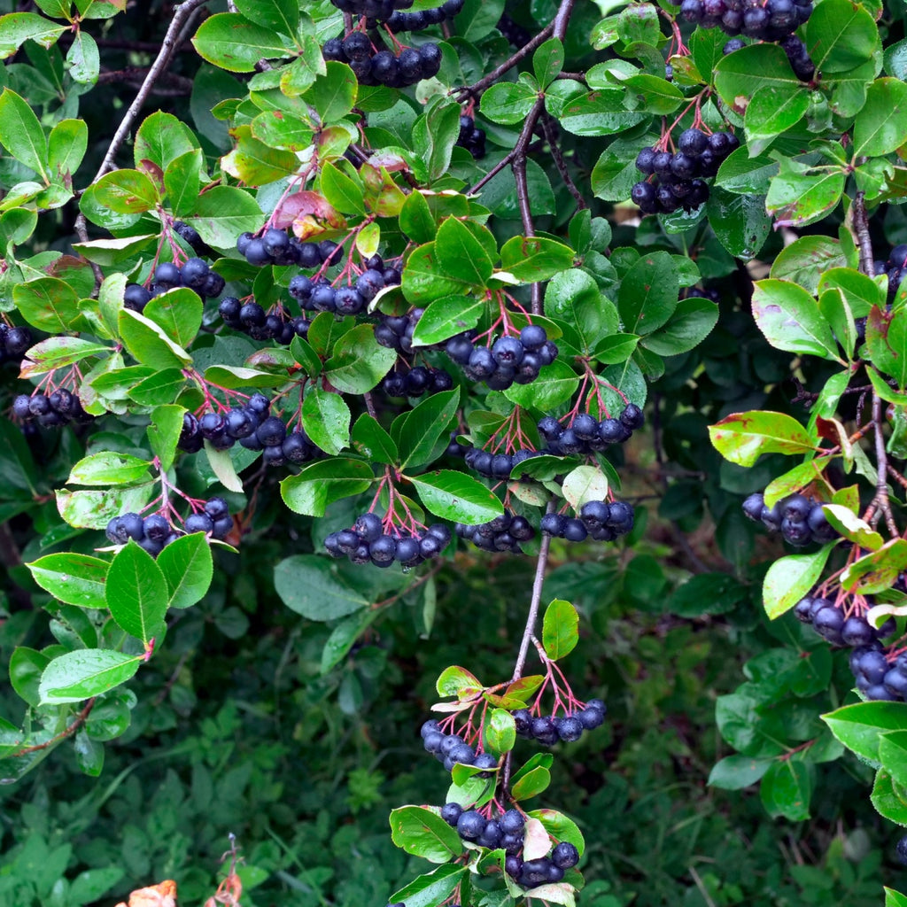 A cluster of small, black chokeberries on a shrub with green leaves.