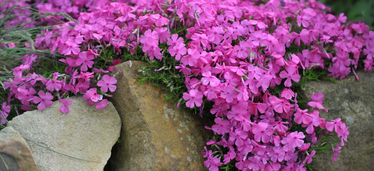 15 Ground Cover Favorites - Get 5 Each - Ajuga, English Ivy & Trumpet Vine