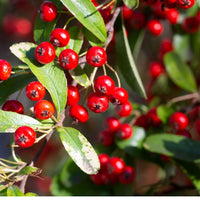 Cluster of red chokeberries on a shrub with green leaves in the background.