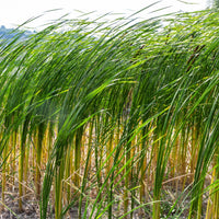 A stand of green bulrush grass growing in water, with tall, slender leaves and brown flower heads.