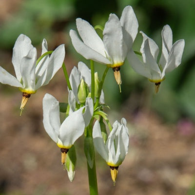Shooting Star Plant