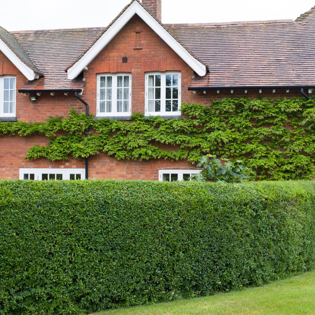 A well-maintained California Privet hedge in front of a red brick house with green leaves and white flowers.