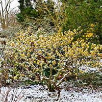Snow-covered bush with yellow flowers in a garden setting