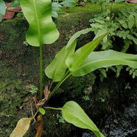 Green plant growing on a mossy surface