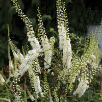 White flower spikes of the Black Cohosh Plant (Actaea racemosa) in a garden setting with green leaves and other plants in the background.