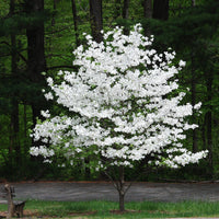 A White Dogwood Tree (Cornus florida) with white flowers in bloom, set against a background of green trees and a road.