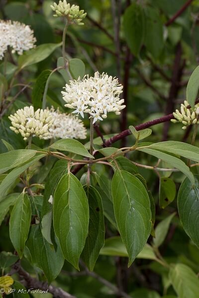 Blooming Silky Dogwood Tree