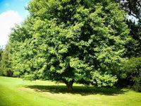 A mature Silver Maple tree with green leaves, standing in an open grassy area.