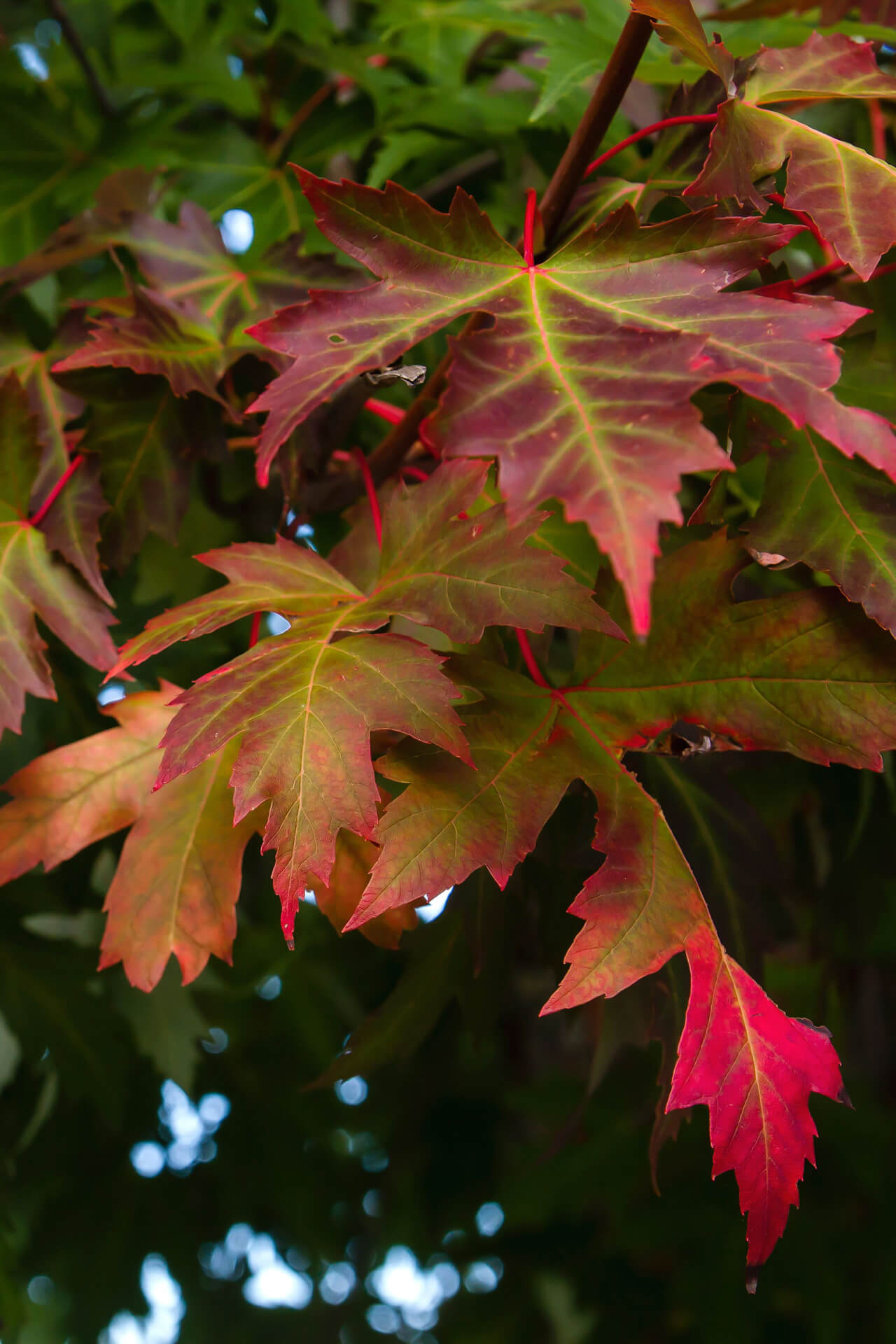 Silver Maple stunning foliage