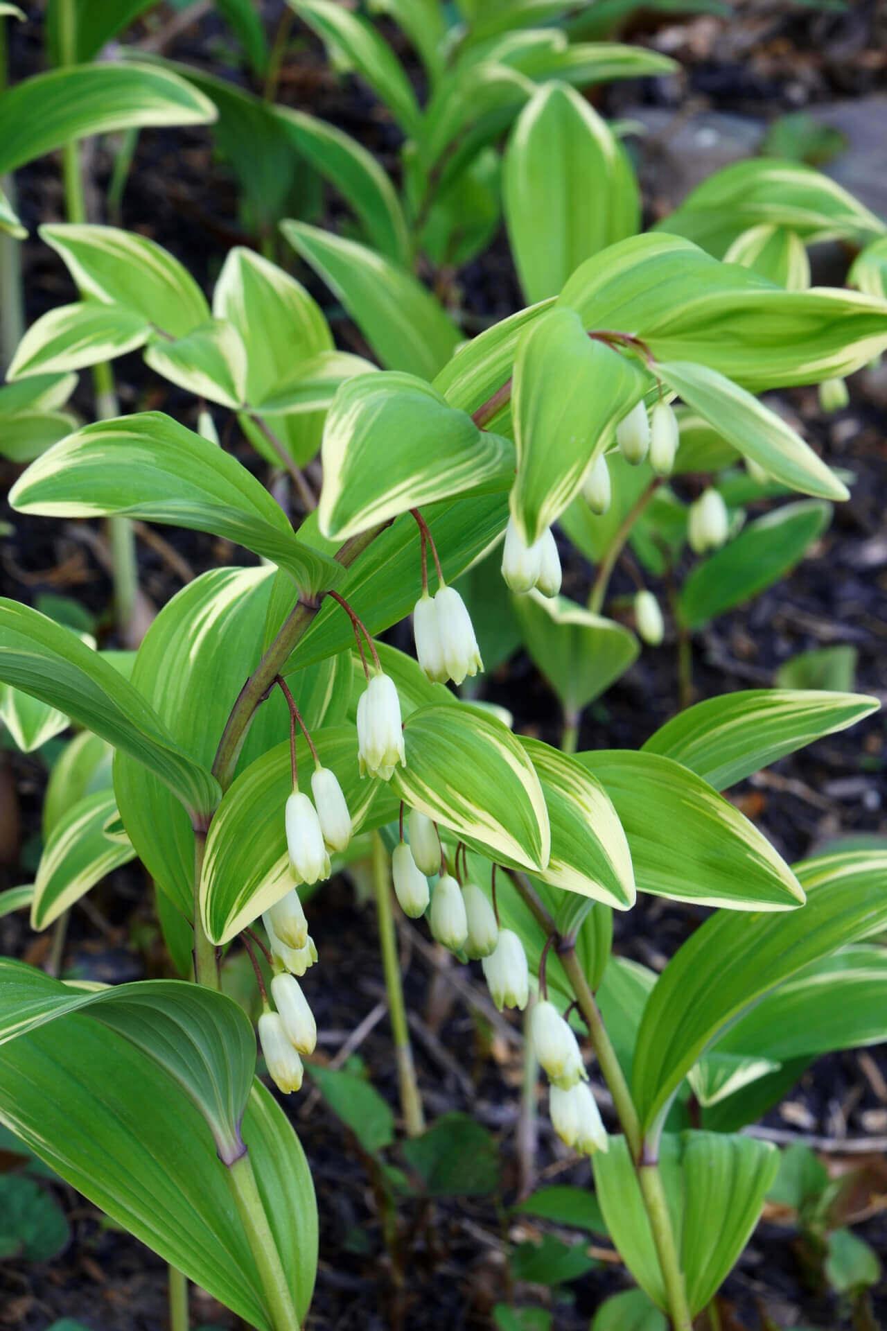 An image showing perennial Solomon's Seal plant with green leaves and white bell-shaped flowers.