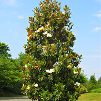 Southern Magnolia tree with white blooms from TN Nursery