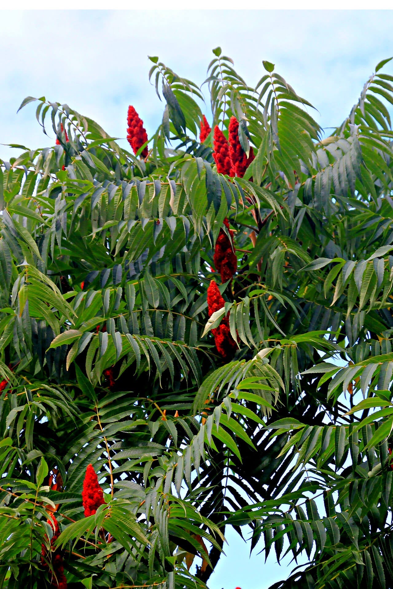 Staghorn Sumac Tree